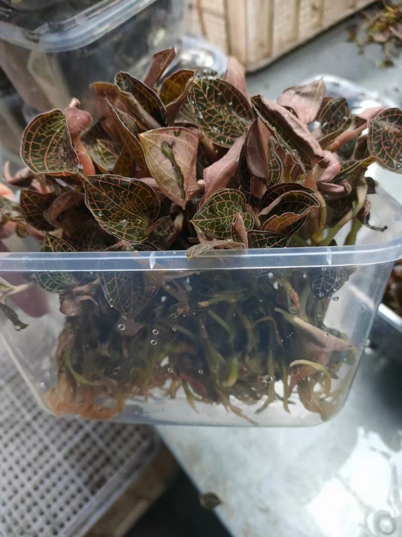 金线莲大量上市