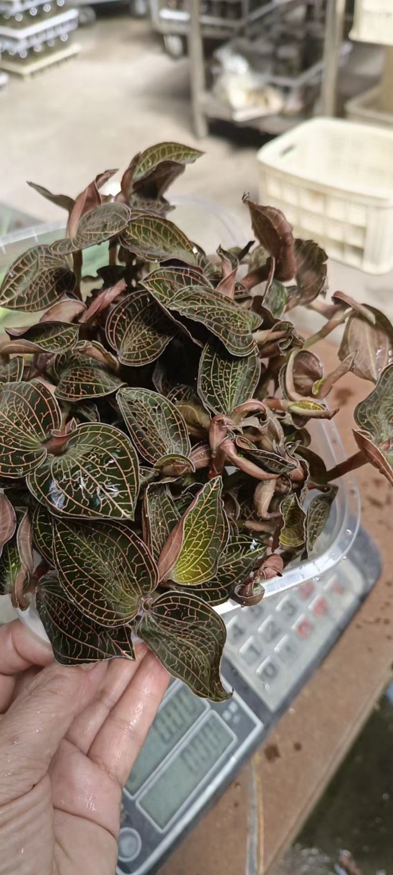 金线莲大量上市