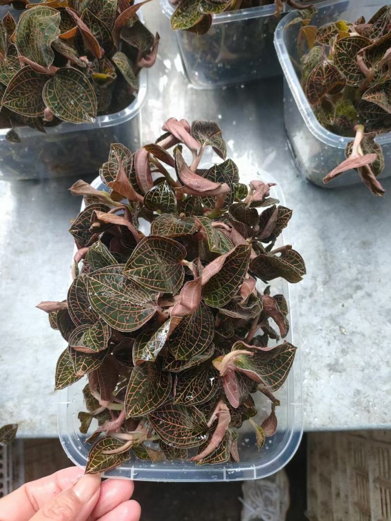 金线莲大量上市