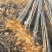 【推荐】杨树苗种植基地，107速生杨树苗，无絮杨现挖现发