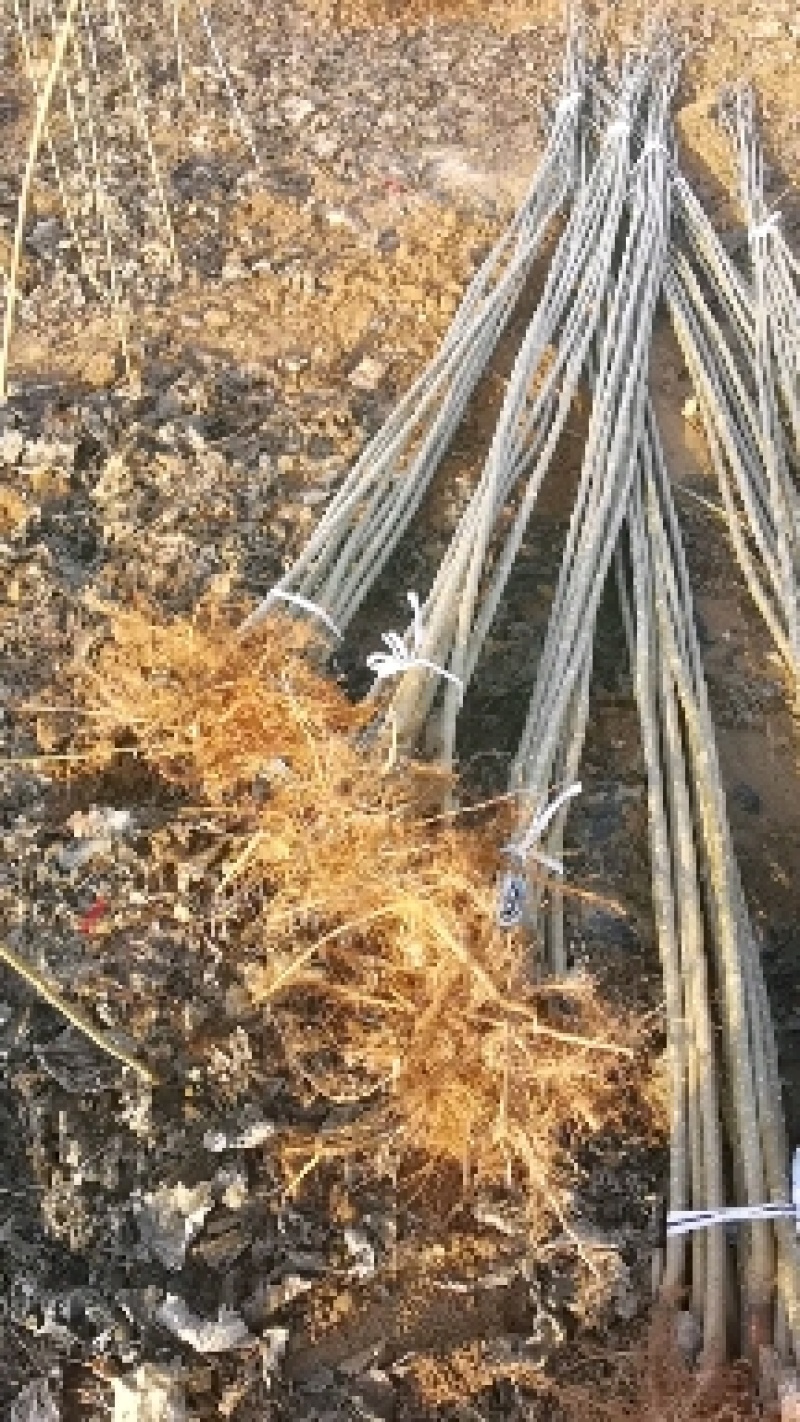 【推荐】杨树苗种植基地，107速生杨树苗，无絮杨现挖现发