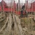 【推荐】杨树苗种植基地，107速生杨树苗，无絮杨现挖现发