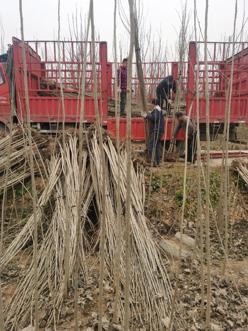 【推荐】杨树苗种植基地，107速生杨树苗，无絮杨现挖现发
