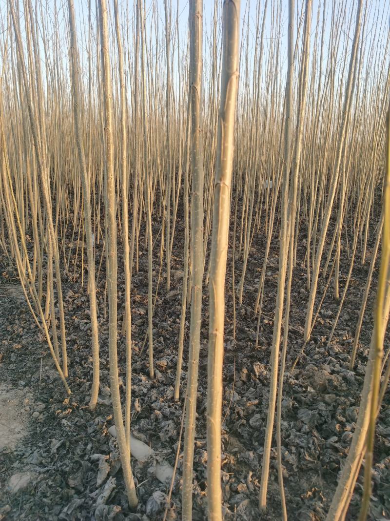 【推荐】杨树苗种植基地，107速生杨树苗，无絮杨现挖现发