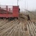 【推荐】杨树苗种植基地，107速生杨树苗，无絮杨现挖现发