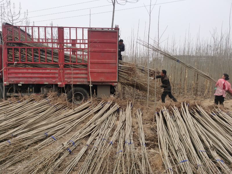 【推荐】杨树苗种植基地，107速生杨树苗，无絮杨现挖现发