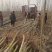 【推荐】杨树苗种植基地，107速生杨树苗，无絮杨现挖现发