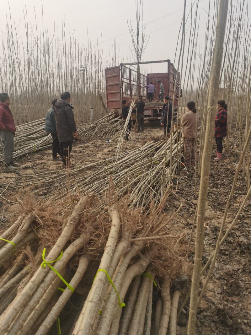 【推荐】杨树苗种植基地，107速生杨树苗，无絮杨现挖现发