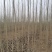 【推荐】杨树苗种植基地，107速生杨树苗，无絮杨现挖现发