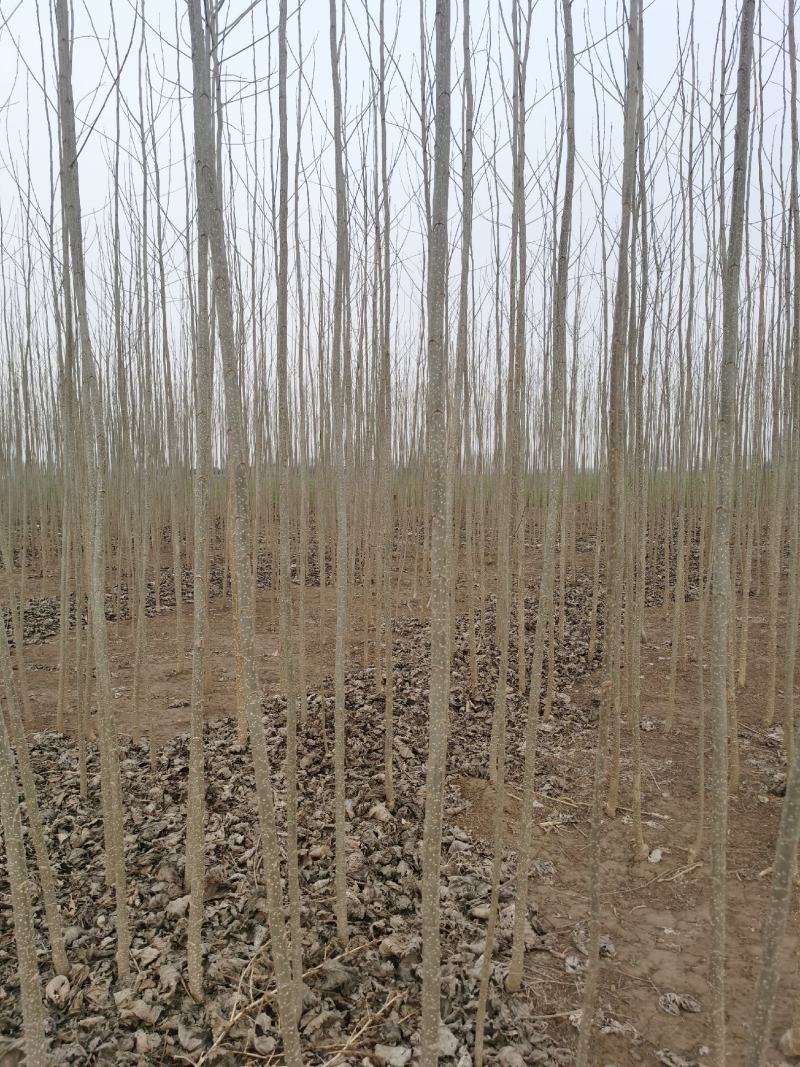 【推荐】杨树苗种植基地，107速生杨树苗，无絮杨现挖现发