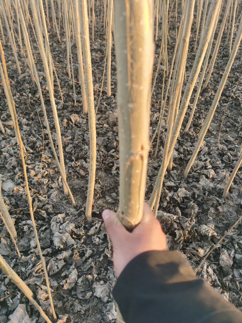 【推荐】杨树苗种植基地，107速生杨树苗，无絮杨现挖现发