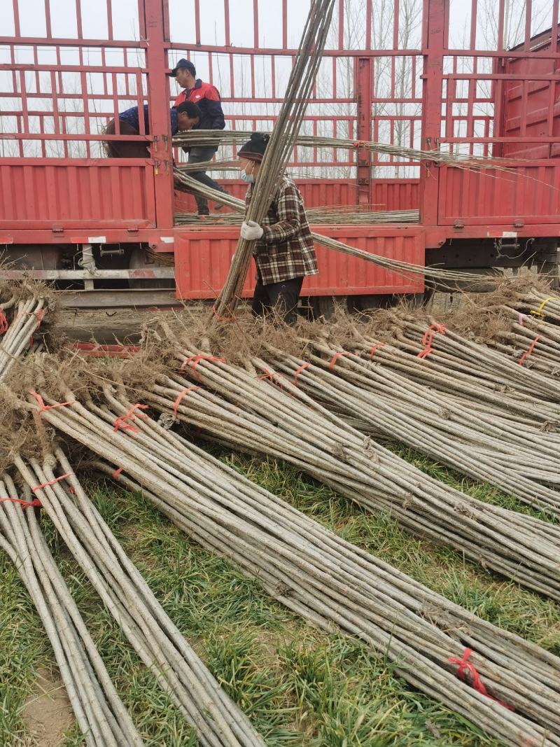 【推荐】杨树苗种植基地，107速生杨树苗，无絮杨现挖现发
