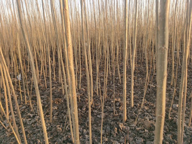 【推荐】杨树苗种植基地，107速生杨树苗，无絮杨现挖现发