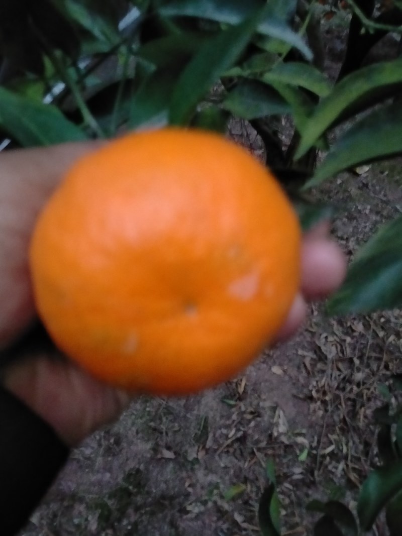碰柑大量上市，量大从优，欢迎咨询！！