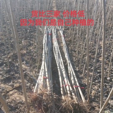 【推荐】杨树苗种植基地，107速生杨树苗，无絮杨现挖现发