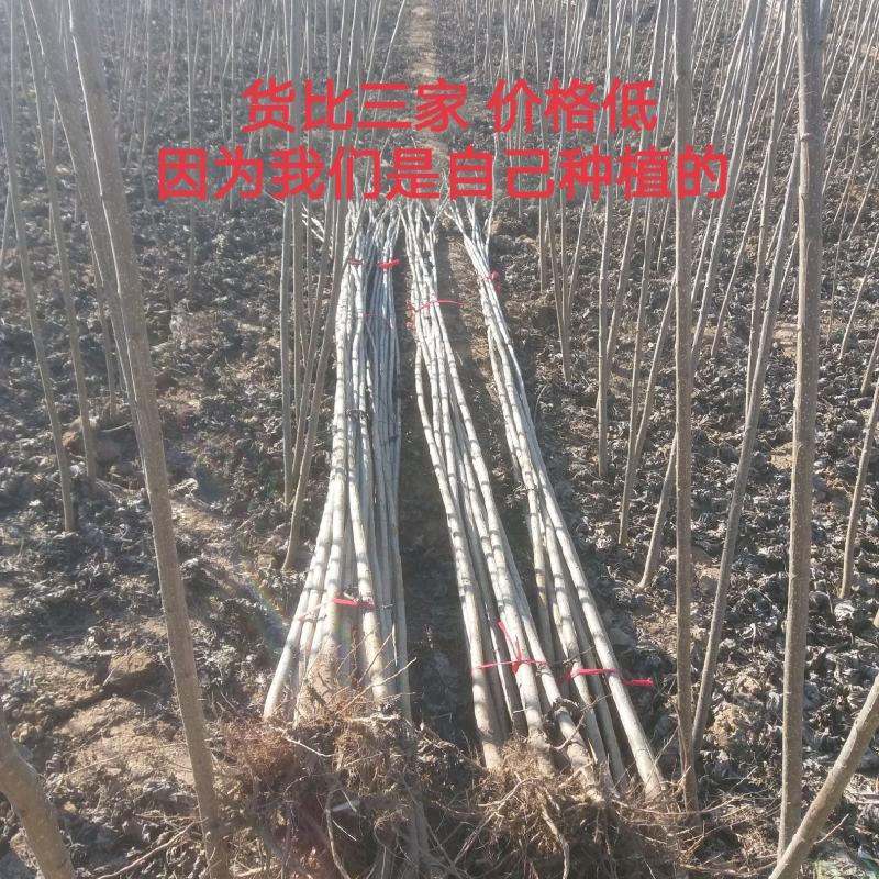 【推荐】杨树苗种植基地，107速生杨树苗，无絮杨现挖现发