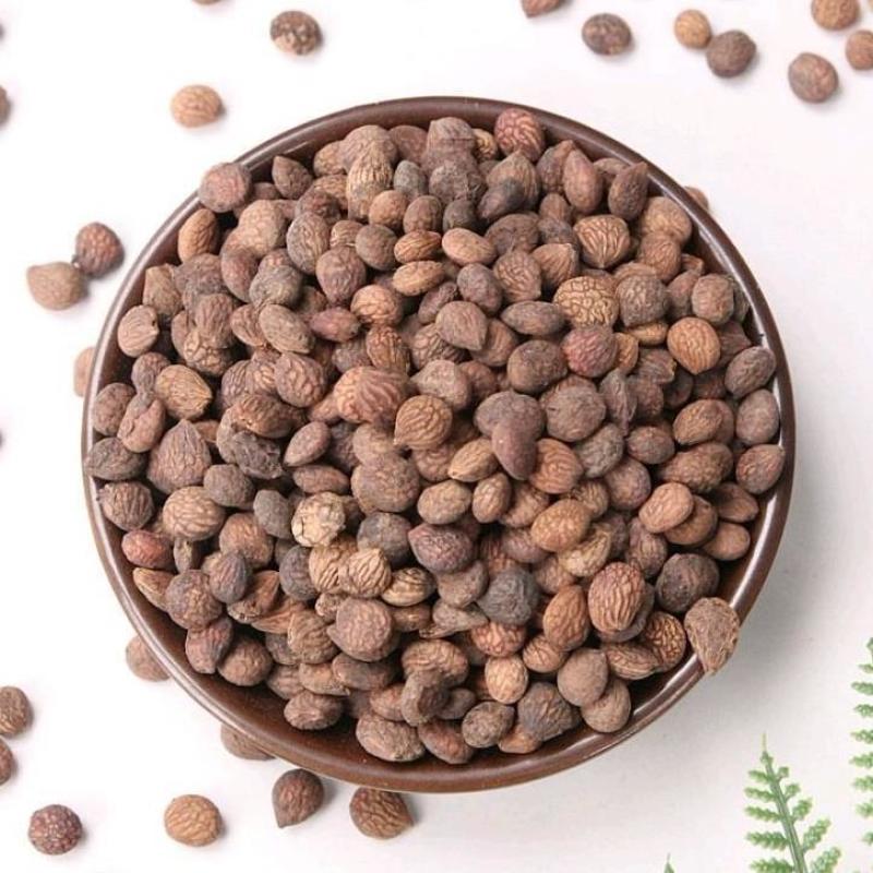 芮仁干货蕤仁中药材欢迎选购！量大从优！