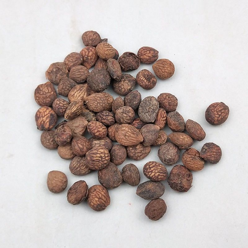 芮仁干货蕤仁中药材欢迎选购！量大从优！