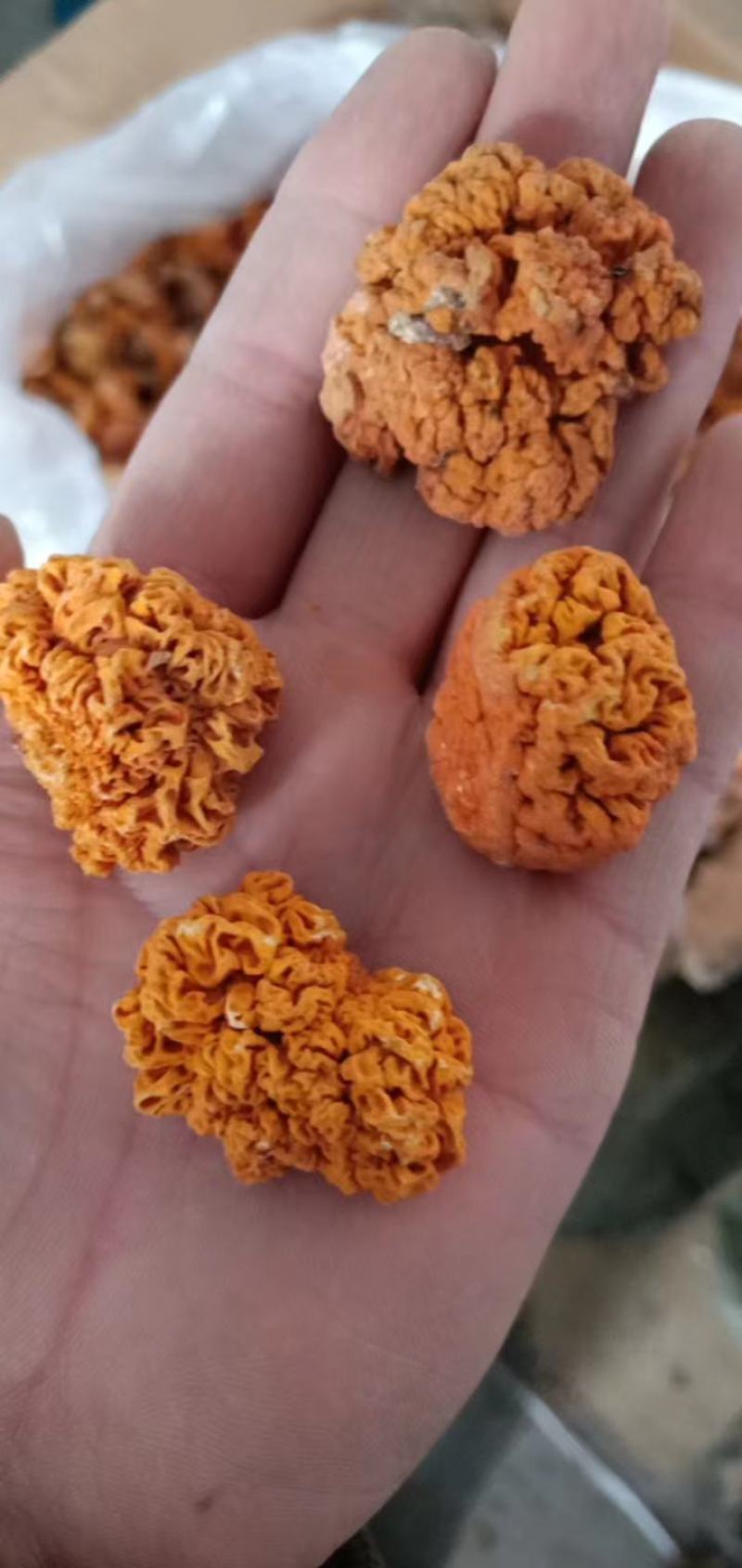 金耳，黄金耳菌，槐耳金耳菌椴木金耳批发零售