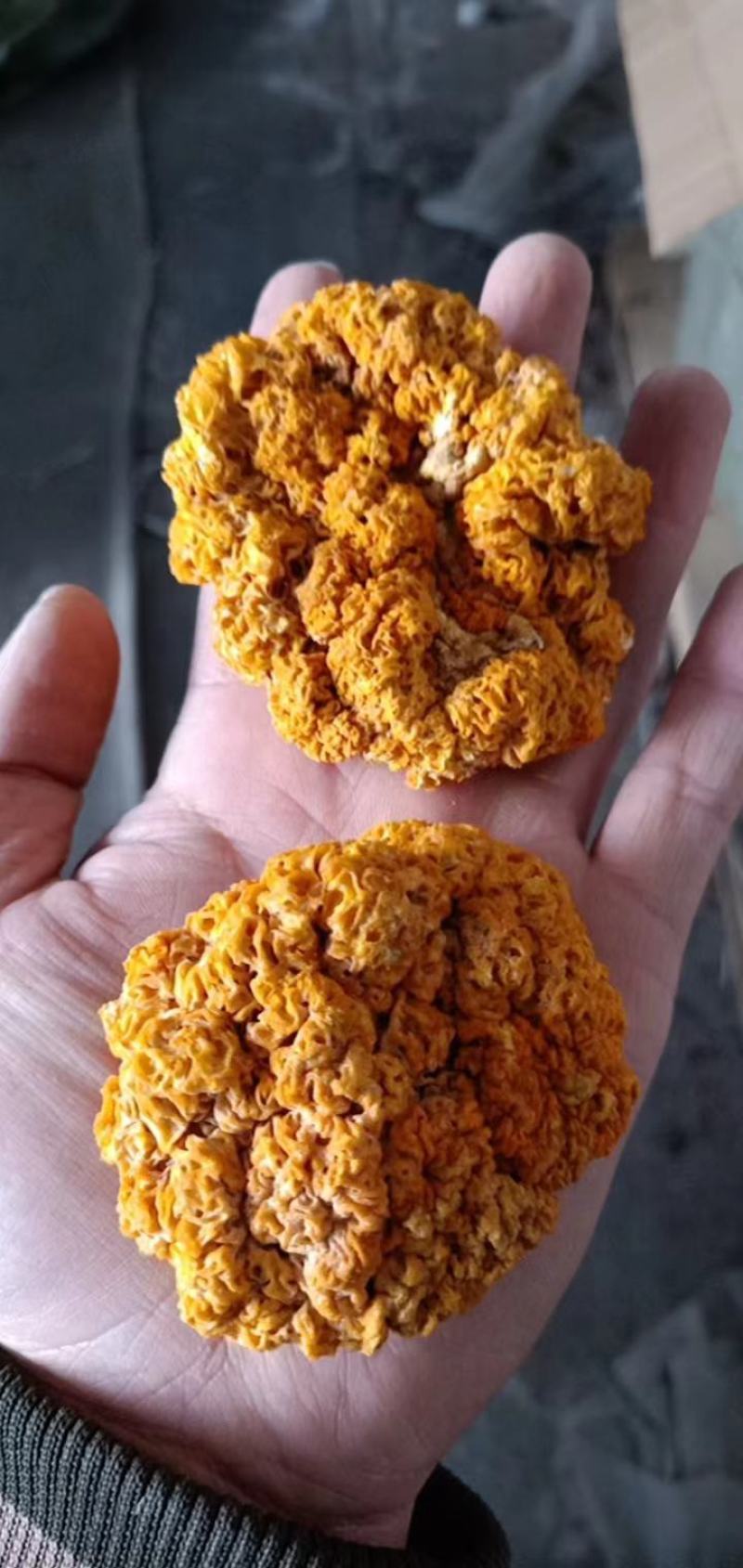 金耳，黄金耳菌，槐耳金耳菌椴木金耳批发零售