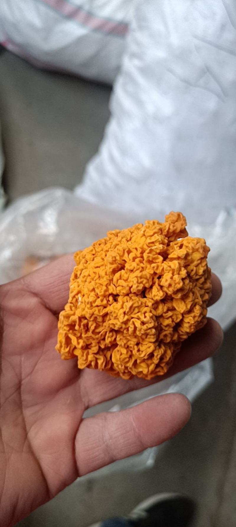金耳，黄金耳菌，槐耳金耳菌椴木金耳批发零售