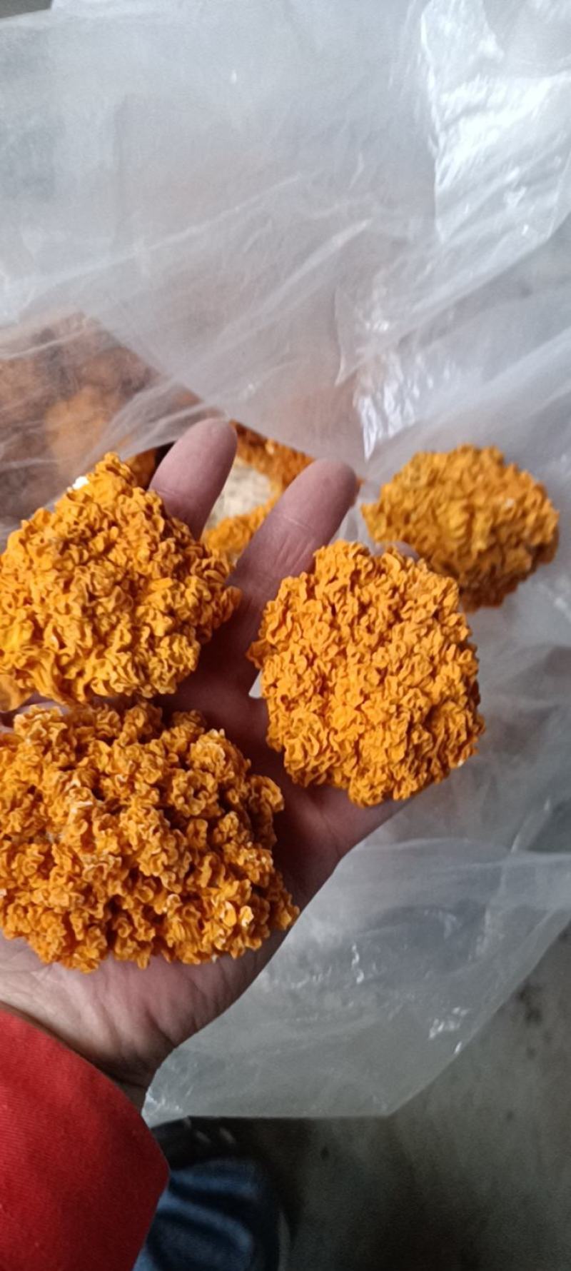 金耳，黄金耳菌，槐耳金耳菌椴木金耳批发零售