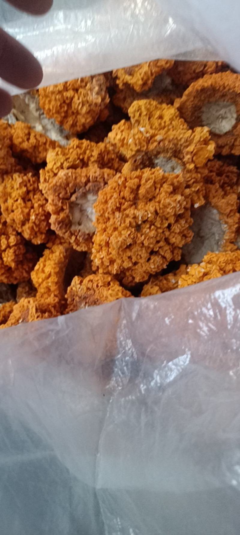 金耳，黄金耳菌，槐耳金耳菌椴木金耳批发零售