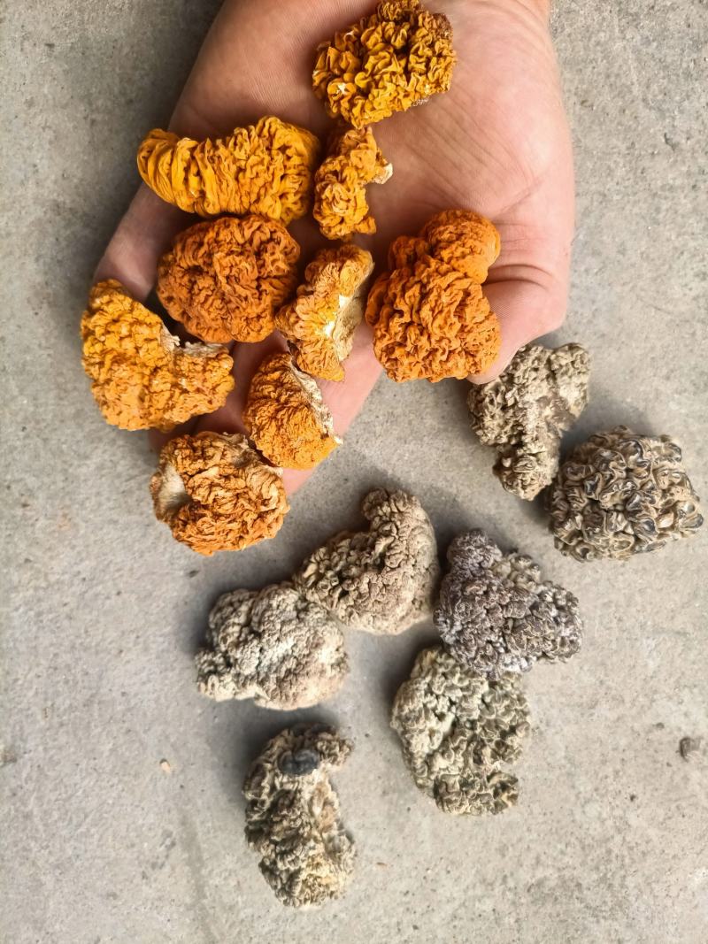 金耳，黄金耳菌，槐耳金耳菌椴木金耳批发零售