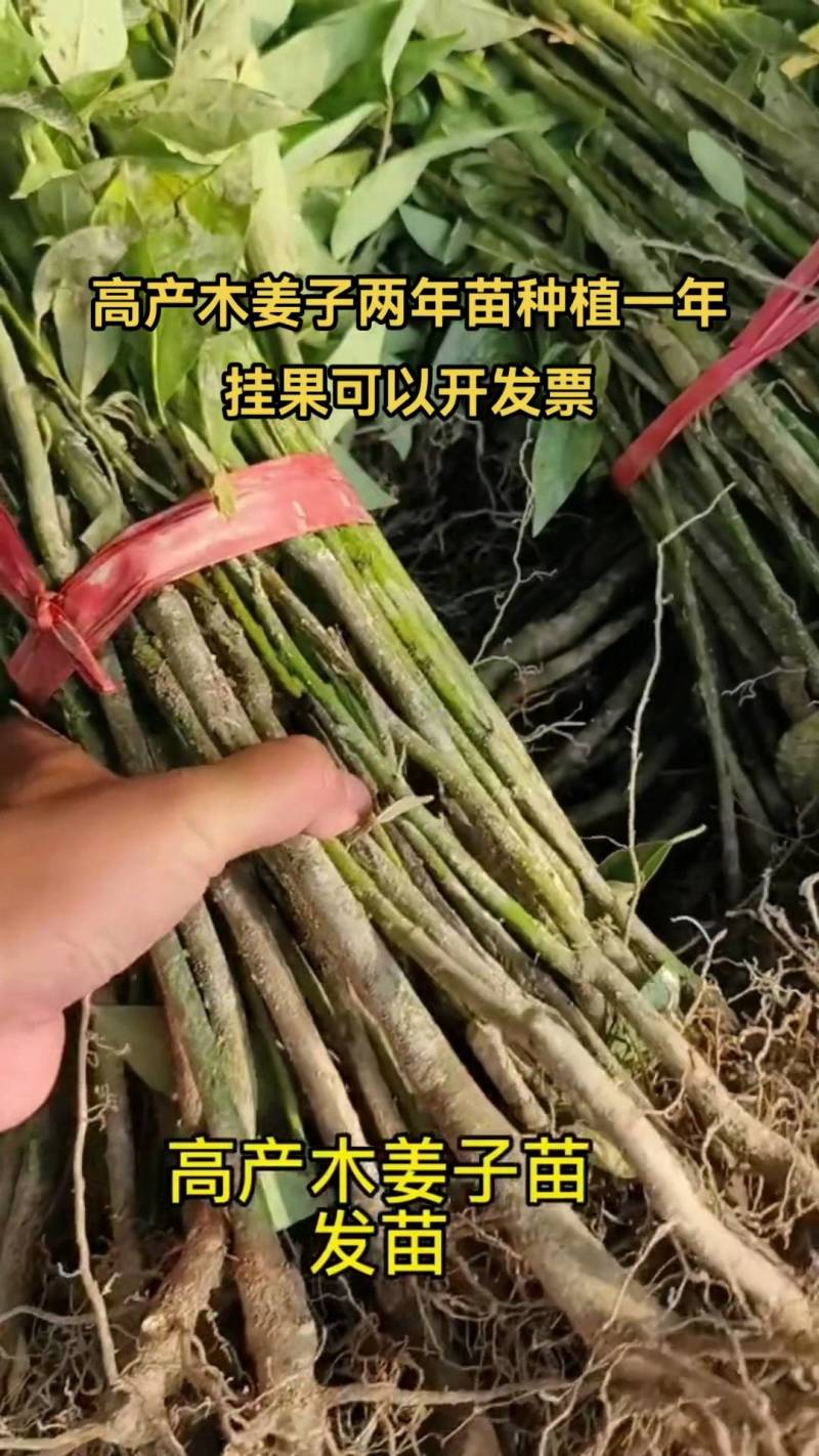 改良高产木姜子苗包技术包指导包成活率价格可商量