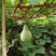 农家菜葫芦种子，10粒