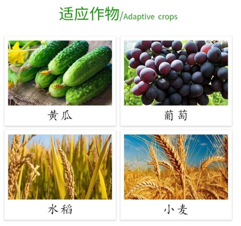 河北冠龙50%福美双白粉病霜霉病根腐病土壤消毒杀菌剂