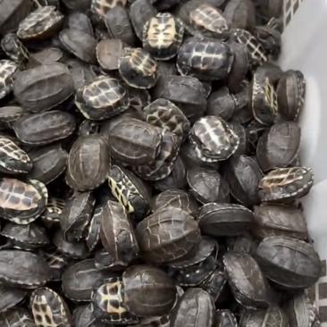 草龟甲鱼巴西龟，各种龟类，价格实惠质量保证