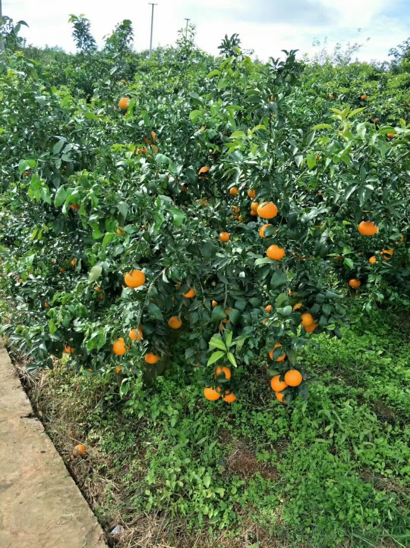 爱媛早优美枝条，嫁接芽条，鲜枝、芽眼饱满