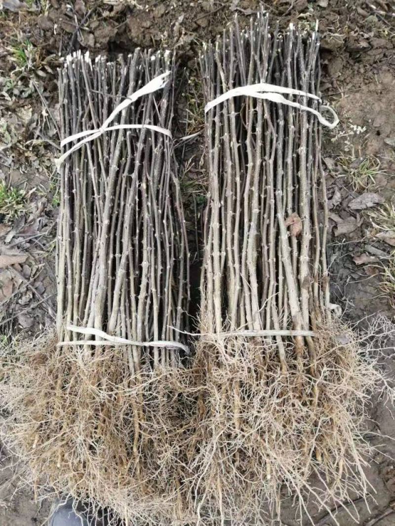 正宗大红袍花椒树苗