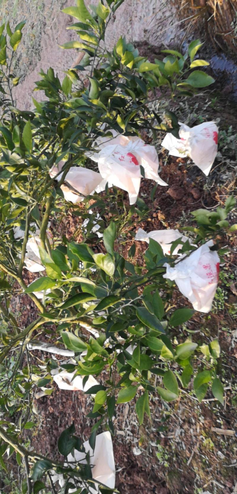 四川渠县三板口味甜光鲜亮丽的丑柑