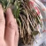 野生精品蒲公英