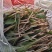 野生精品蒲公英