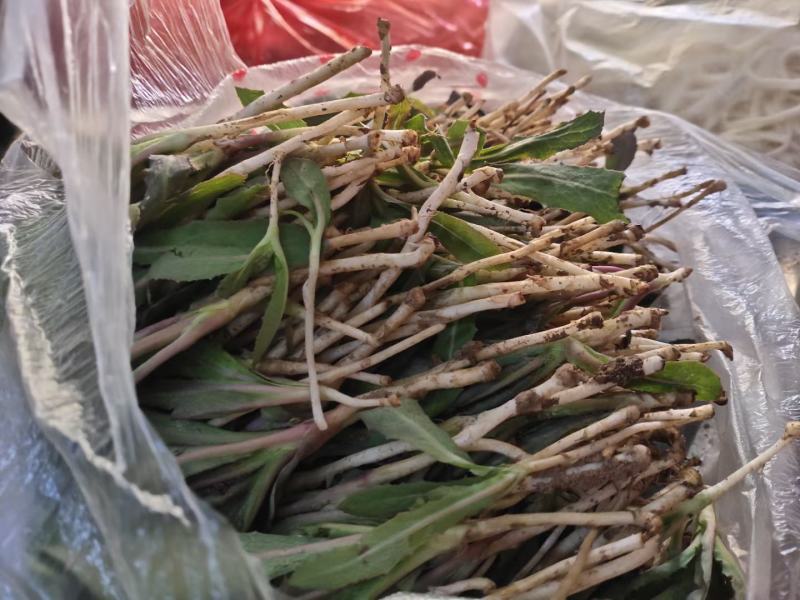野生精品蒲公英