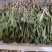 野生精品蒲公英