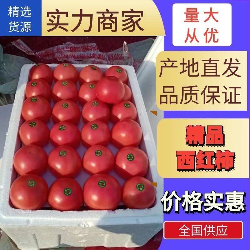西红柿量大质优！产地直发精品弧三以上！