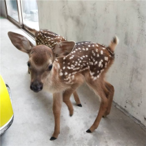 成年梅花鹿，大小规格都有梅花鹿养殖宠物小鹿