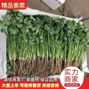 全年供应精品大叶香菜,产地发货量大质优欢迎联系