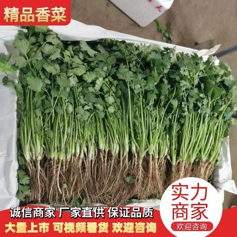 全年供应精品大叶香菜，产地发货量大质优欢迎联系