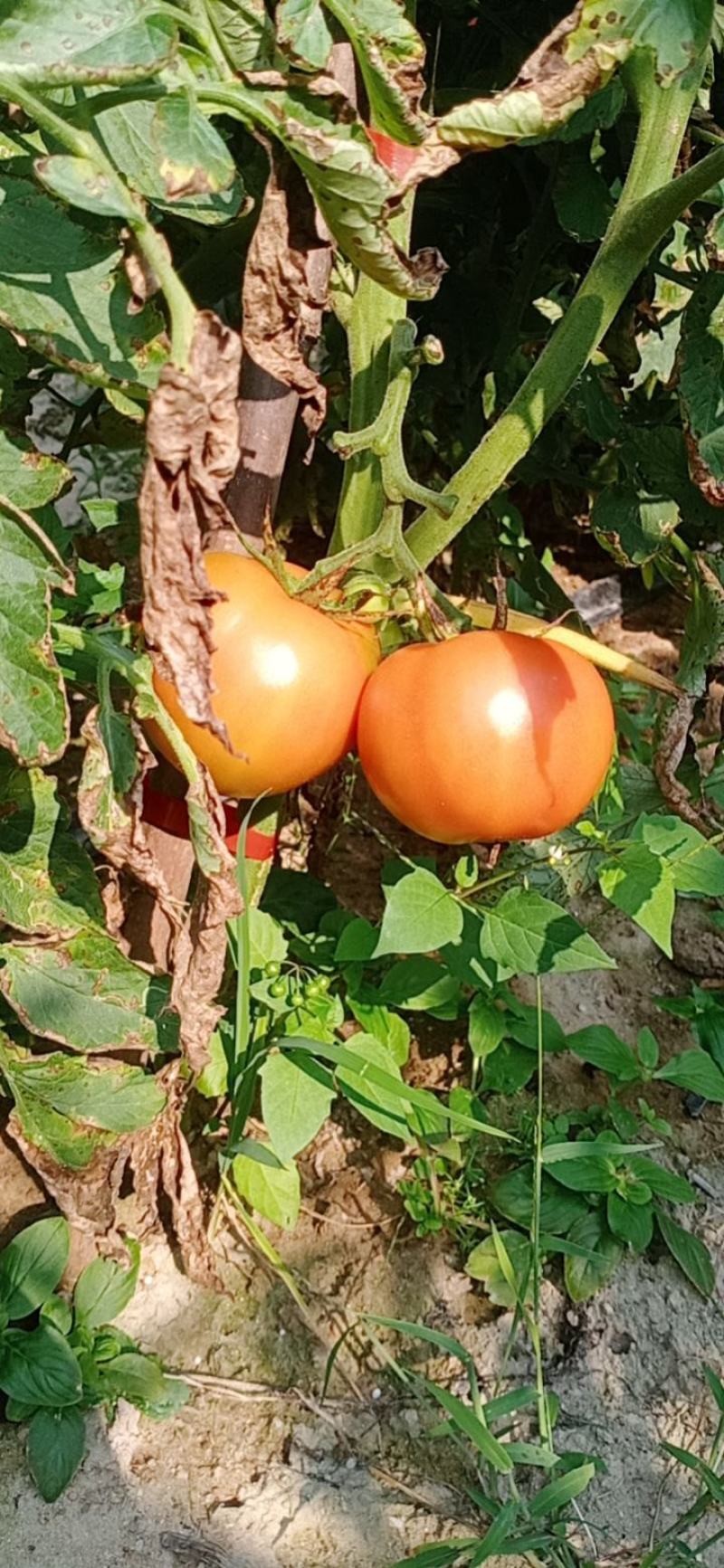 番茄