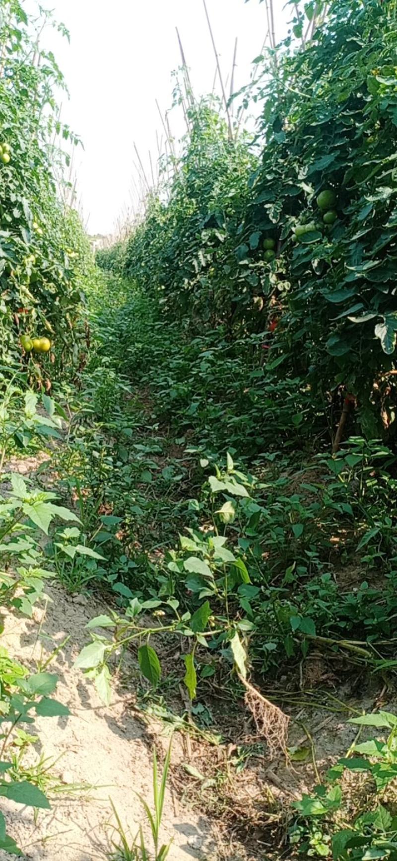 番茄