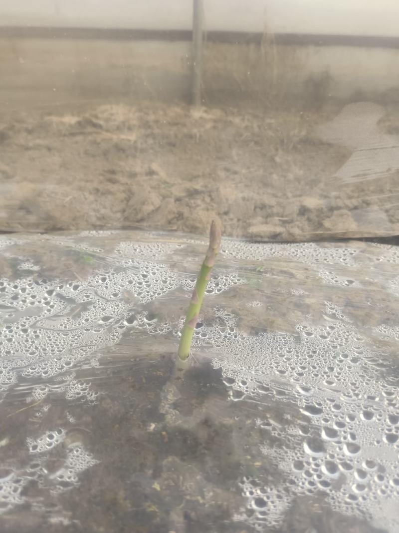 种植的紫笋绿笋马上就要上市了，产品预售。欢迎新老客户订货
