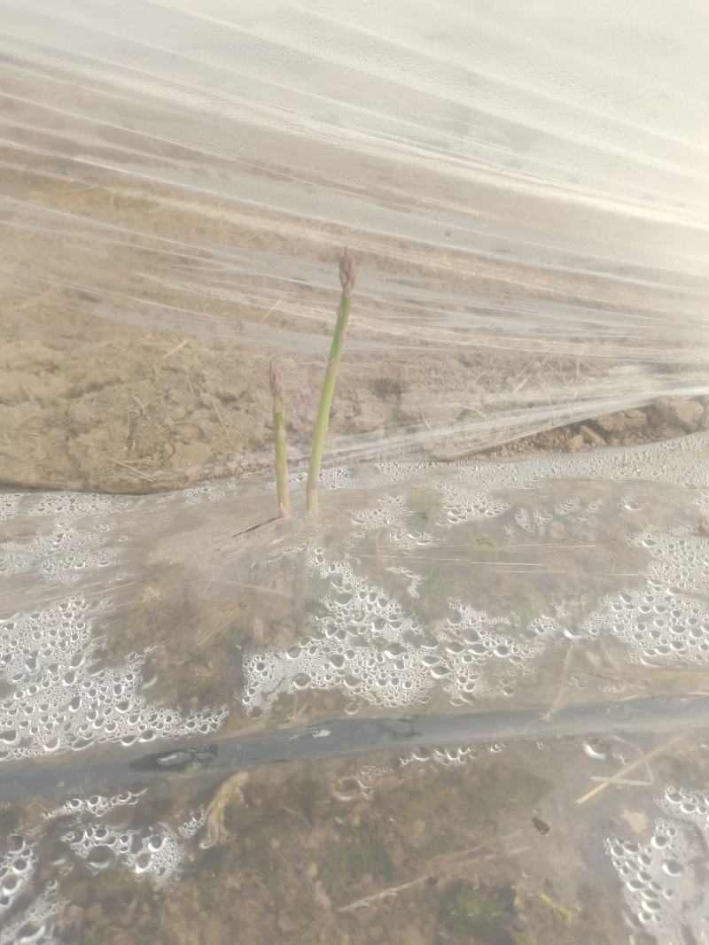 种植的紫笋绿笋马上就要上市了，产品预售。欢迎新老客户订货
