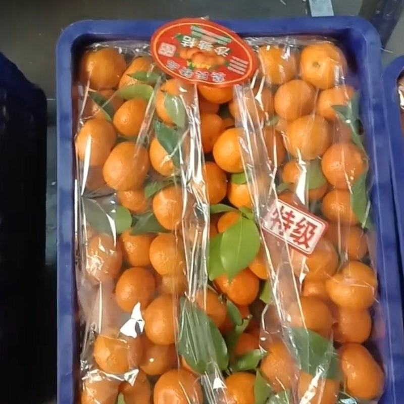 精品高山砂糖桔甜度超好