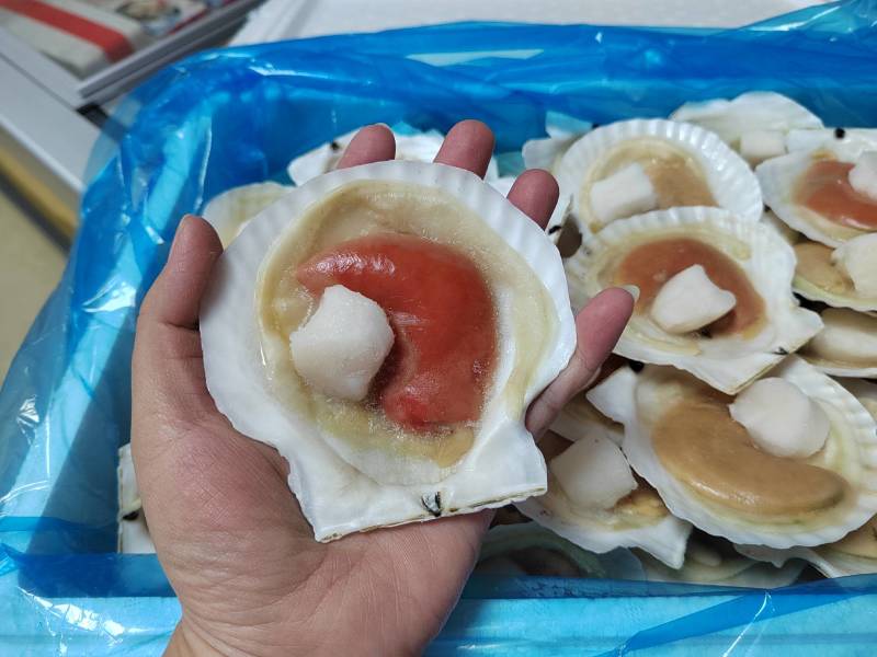 组合贝，大卵组合贝，半壳贝，夏夷贝，扇贝