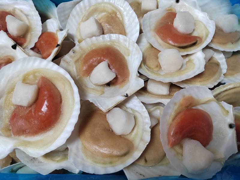 组合贝，大卵组合贝，半壳贝，夏夷贝，扇贝